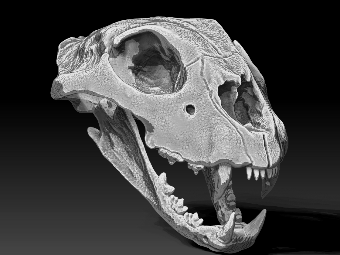 [Project] Cheetah Skull